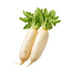 முள்ளங்கி Radish
